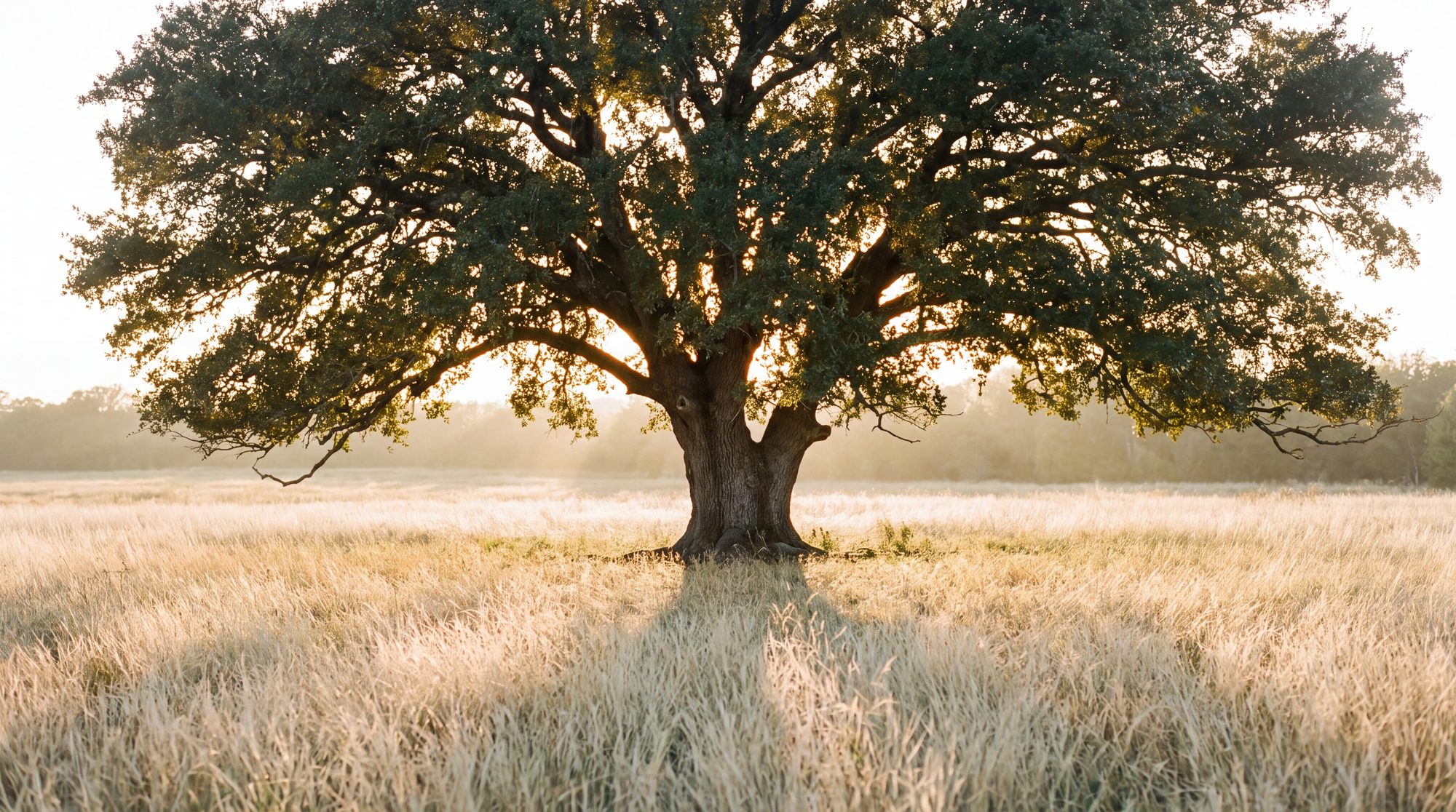 A live oak backlit at golden hour, shadow toward the camera
